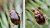 Cryptocephalus pusillus